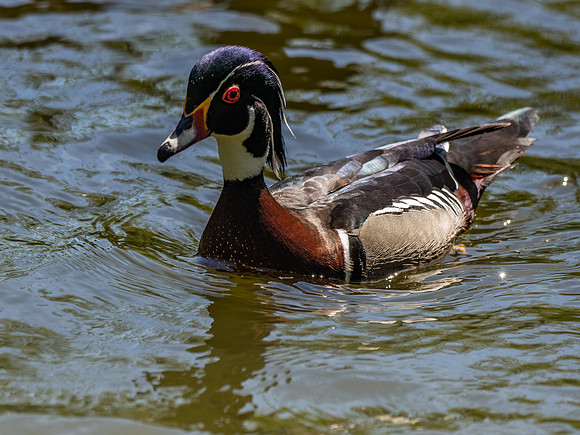 George C. Reifel Bird Sanctuary 5-7-19 set 2-25